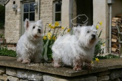 Terrier - West Highland White