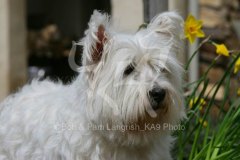 Terrier - West Highland White