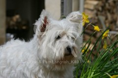 Terrier - West Highland White