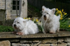 Terrier - West Highland White