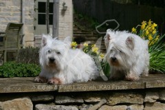 Terrier - West Highland White