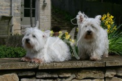 Terrier - West Highland White