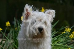 Terrier - West Highland White