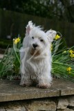 Terrier - West Highland White