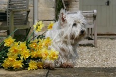 Terrier - West Highland White