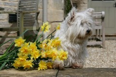 Terrier - West Highland White