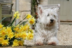 Terrier - West Highland White