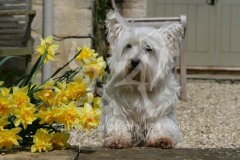 Terrier - West Highland White