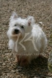 Terrier - West Highland White