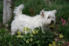 Terrier - West Highland White