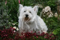 Terrier - West Highland White