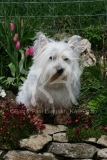 Terrier - West Highland White