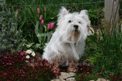 Terrier - West Highland White