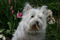 Terrier - West Highland White