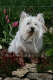 Terrier - West Highland White