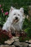 Terrier - West Highland White