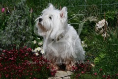 Terrier - West Highland White