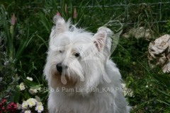 Terrier - West Highland White