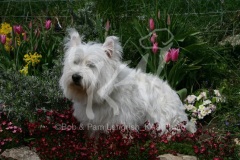 Terrier - West Highland White