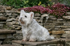 Terrier - West Highland White