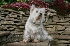 Terrier - West Highland White