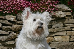 Terrier - West Highland White