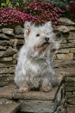 Terrier - West Highland White