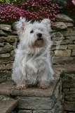 Terrier - West Highland White