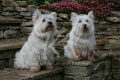 Terrier - West Highland White