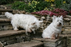 Terrier - West Highland White