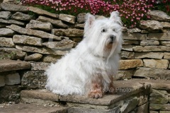 Terrier - West Highland White