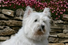 Terrier - West Highland White