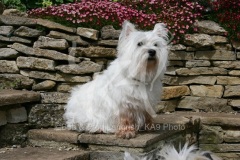 Terrier - West Highland White