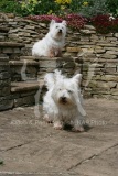 Terrier - West Highland White