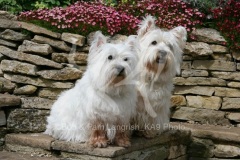 Terrier - West Highland White