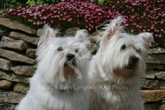 Terrier - West Highland White