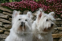 Terrier - West Highland White