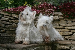 Terrier - West Highland White