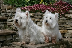 Terrier - West Highland White