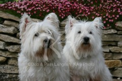 Terrier - West Highland White