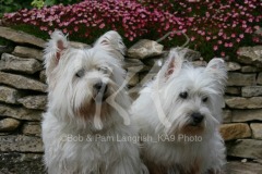 Terrier - West Highland White