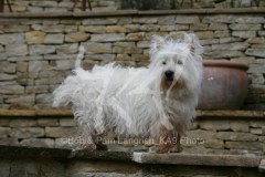 Terrier - West Highland White