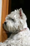 Terrier - West Highland White