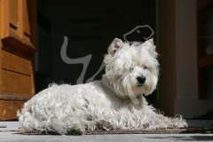 Terrier - West Highland White