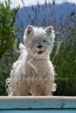 Terrier - West Highland White