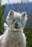 Terrier - West Highland White