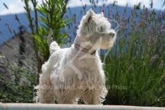 Terrier - West Highland White