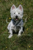 Terrier - West Highland White