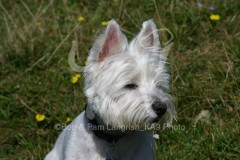 Terrier - West Highland White