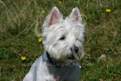 Terrier - West Highland White